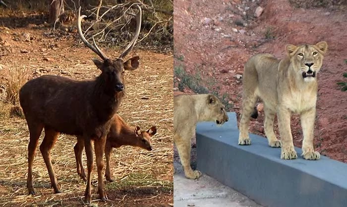 Rajgir Wildlife Zoo Safari