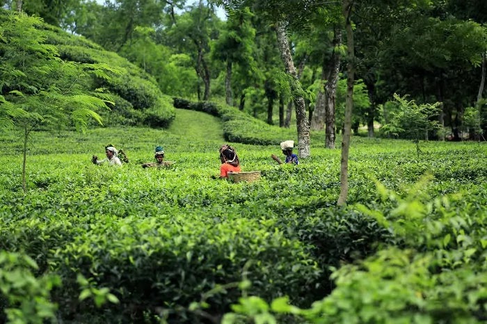 tea garden, munnar, Best Places for Honeymoon in India
